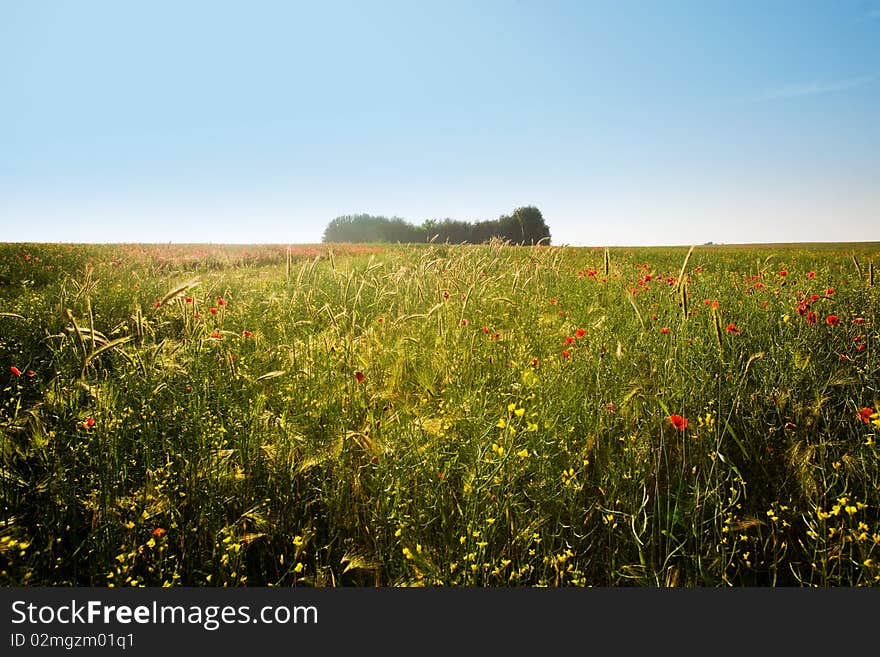 An image of a beautiful summer field. An image of a beautiful summer field