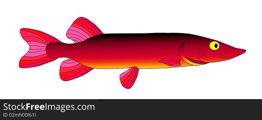 Bright and colorful beautiful predatory pike. Bright and colorful beautiful predatory pike