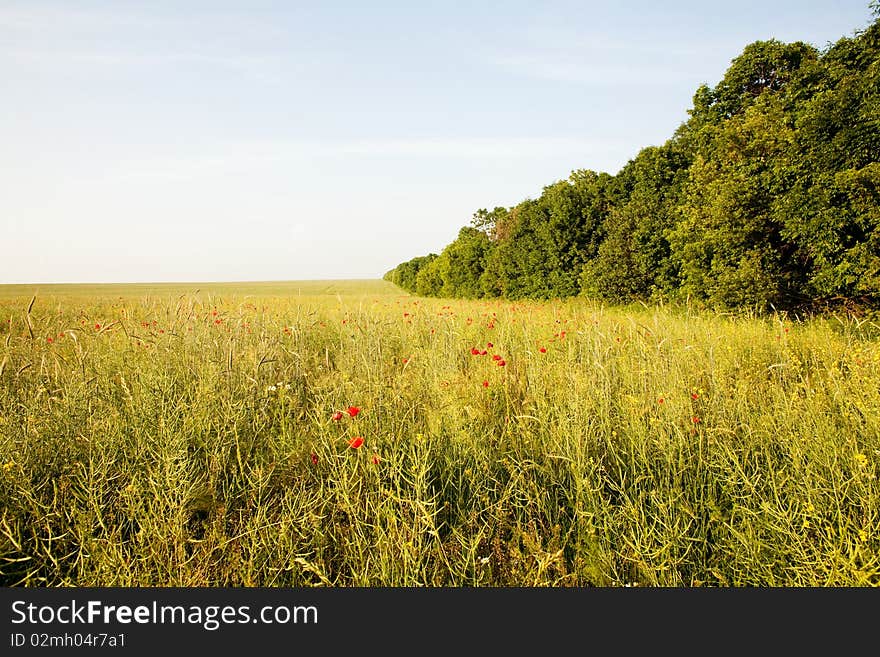 An image of a beautiful bright summer field