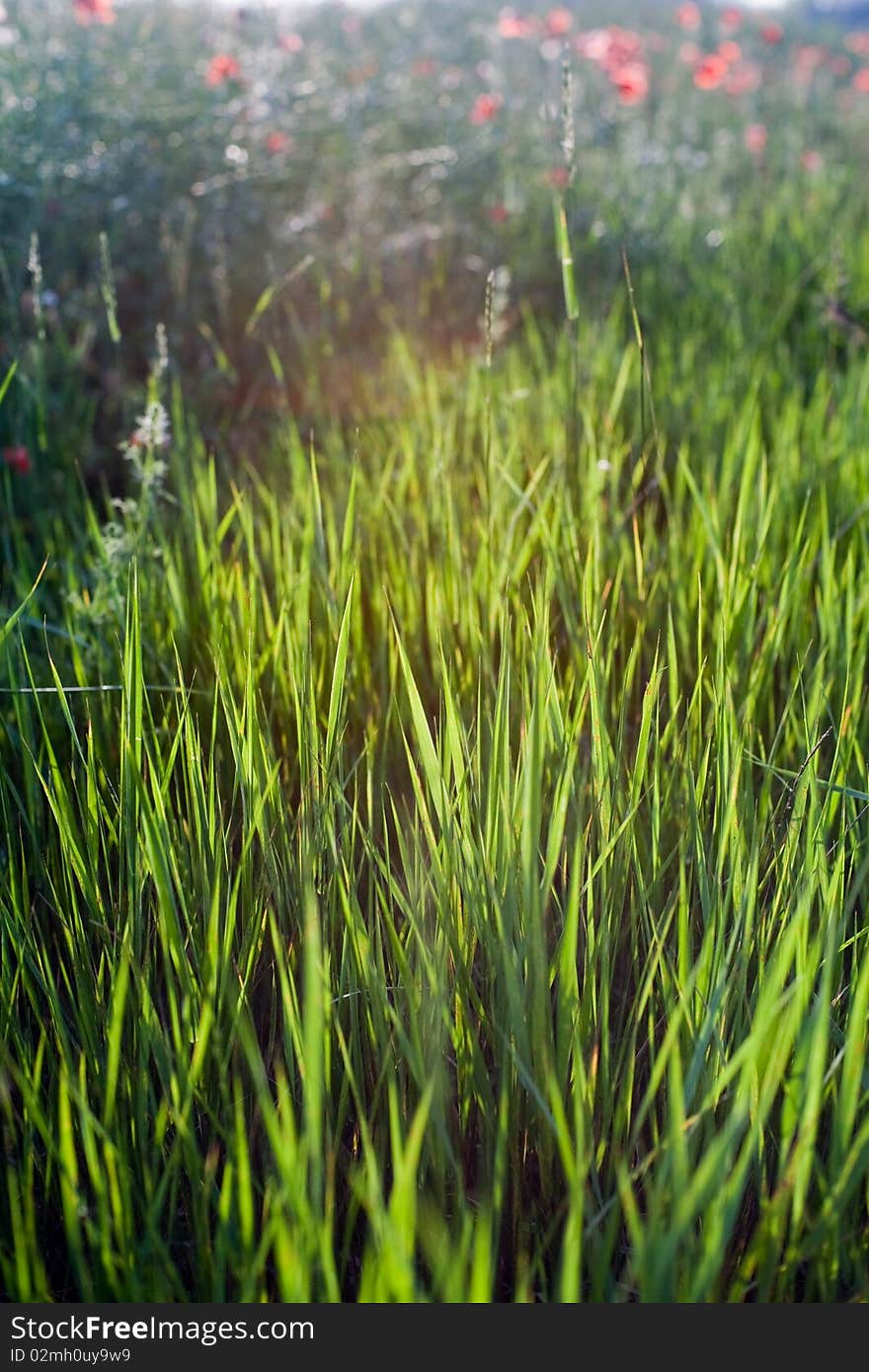 An image of bright green summer grass