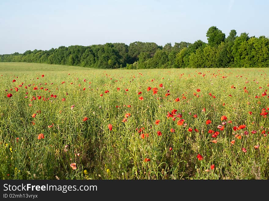 An image of red poppies in summer field