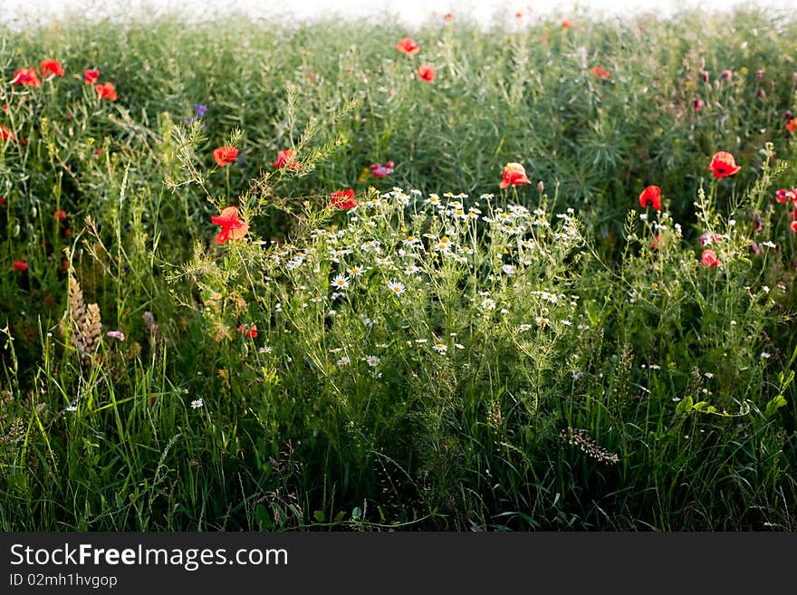 An image of summer flowers in the field