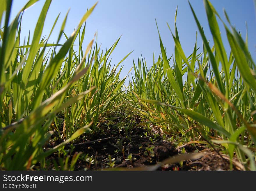 Row of leafs winter wheat. Row of leafs winter wheat.