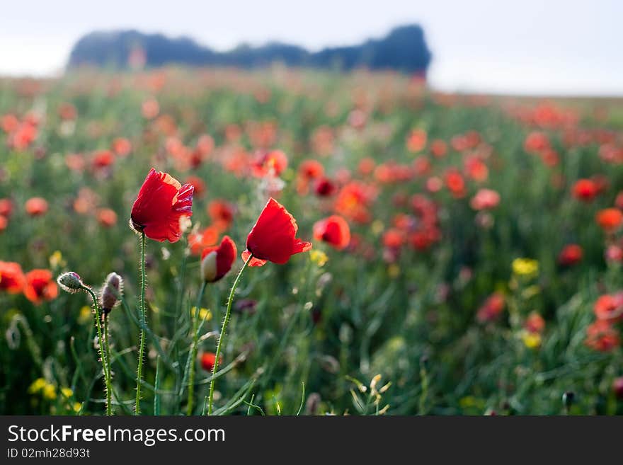 An image of red poppies in the field. An image of red poppies in the field