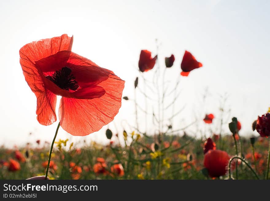 An image of beautiful red poppies in summer