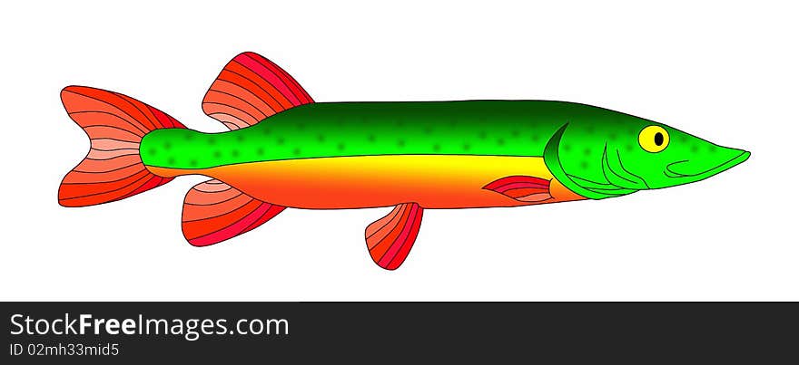 Bright and colorful beautiful predatory pike. Bright and colorful beautiful predatory pike