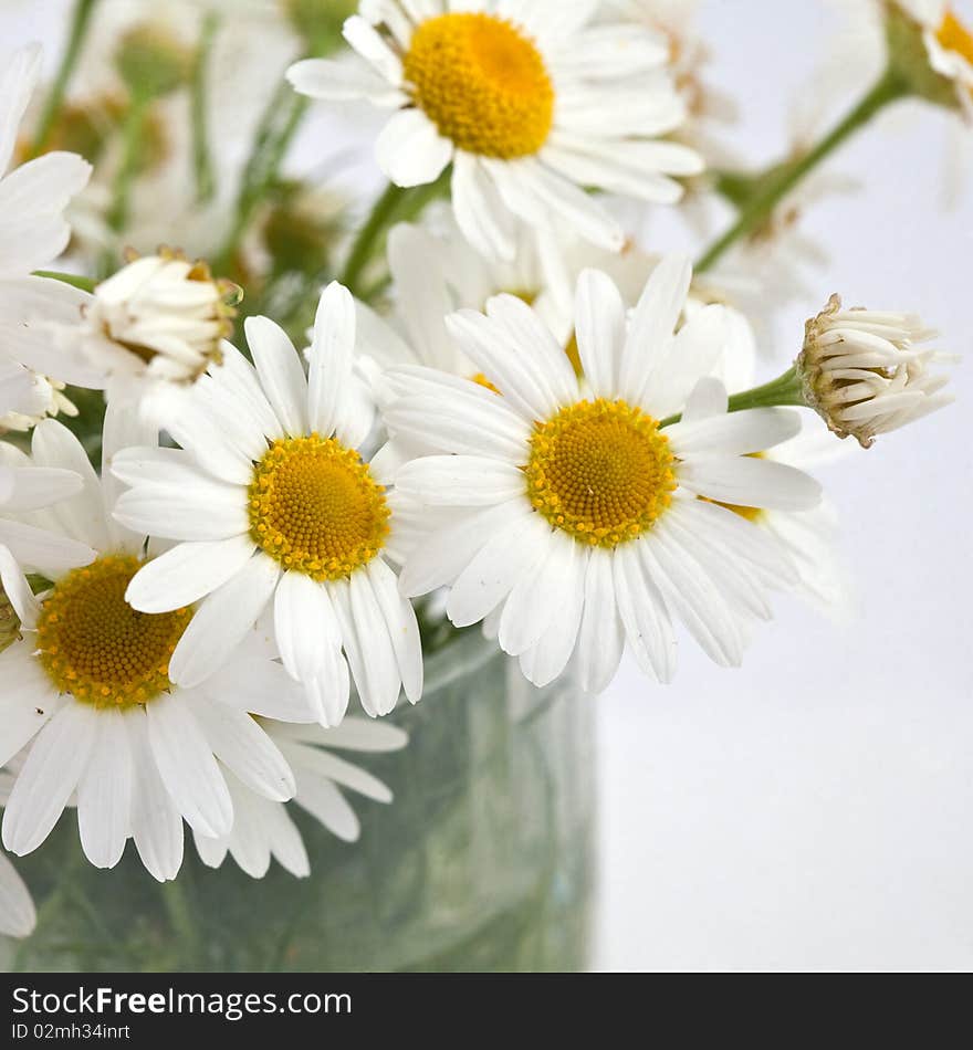 An image of beautiful white flowers close-up