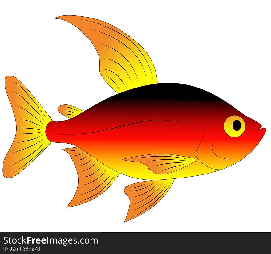 Bright and colorful, beautiful aquarium fish