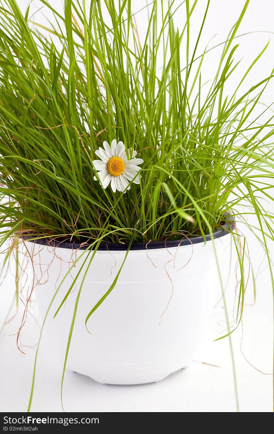 An image of beautiful white flower in green grass