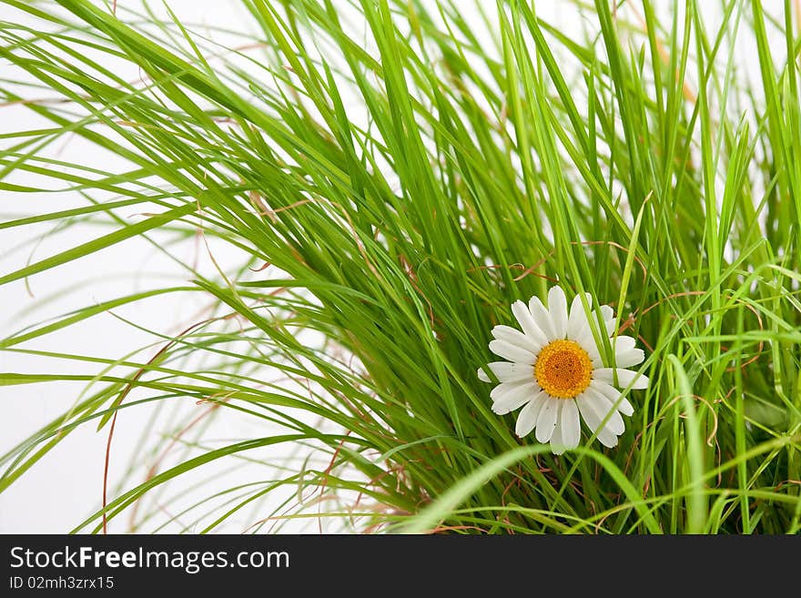 An image of beautiful white flower in green grass