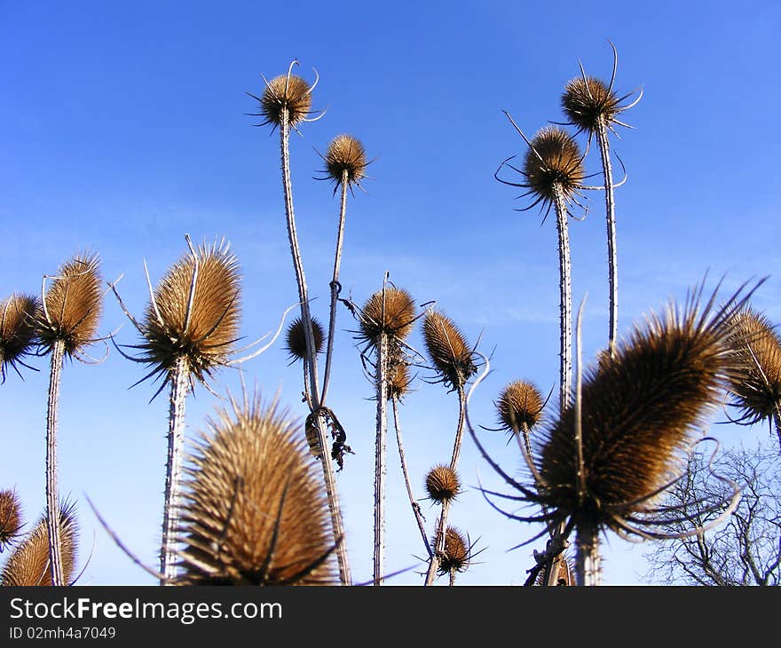 Spiney Teasels