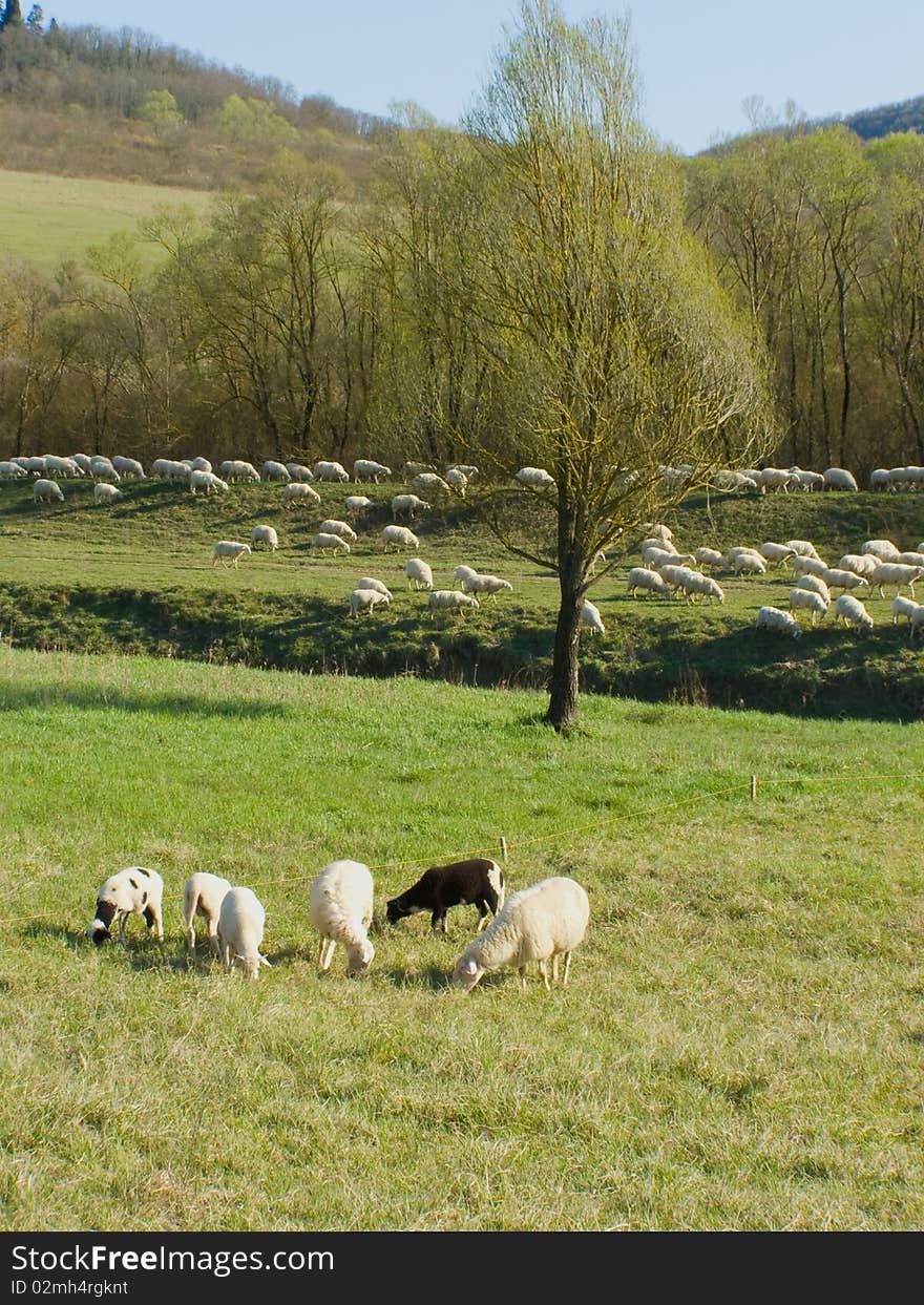 A large sheep flock grazing in the pastures *with space for text (copyspace) **RAW format available at request