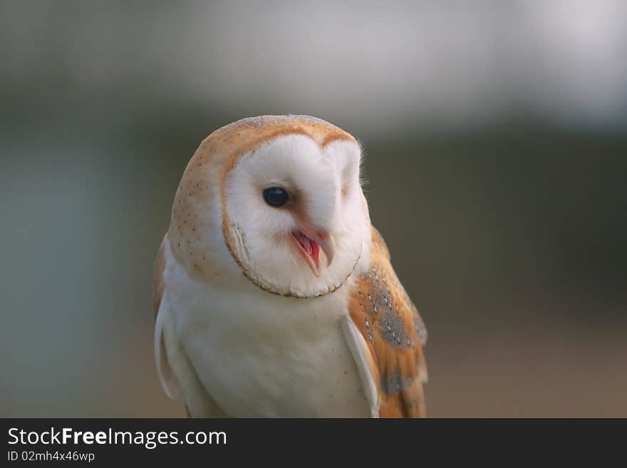 Three qurter shot of captive barn owl with its beak open