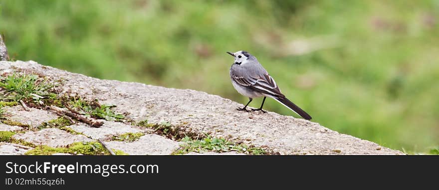 White wagtail standing on a low wall