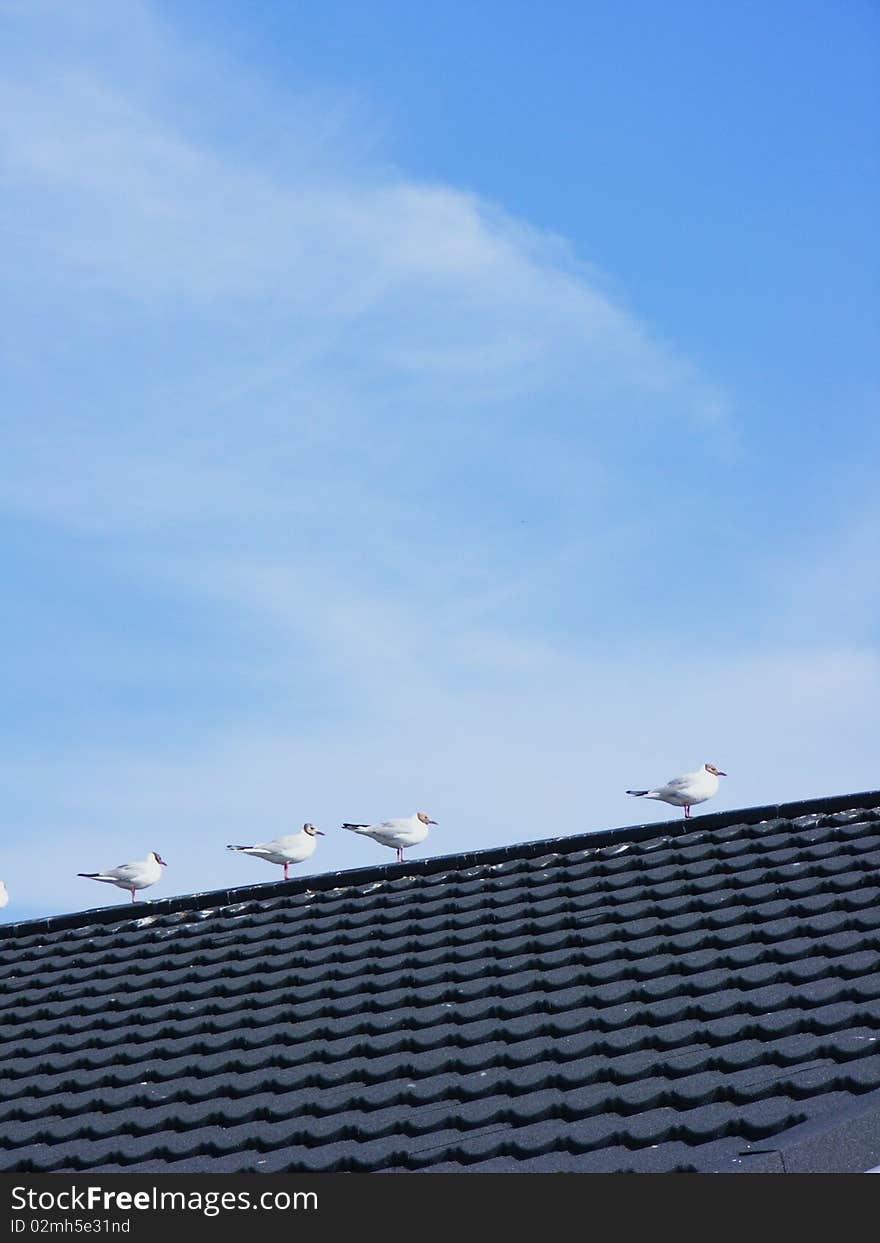 Seagulls on roof