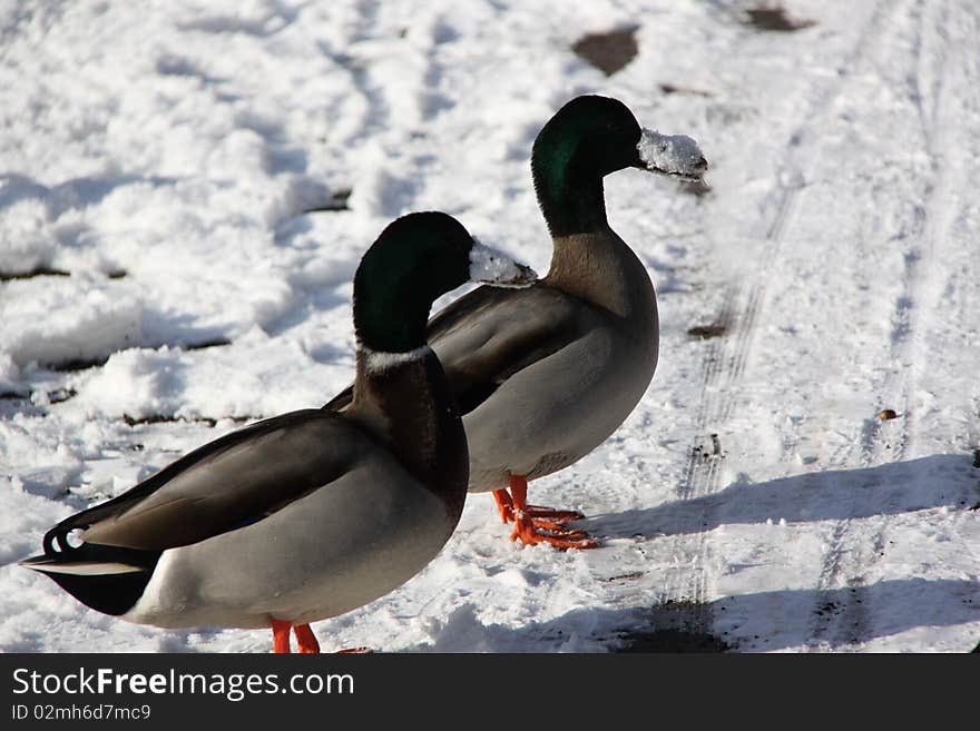 Ducks and snow