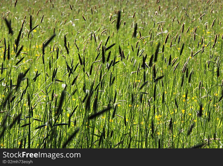 Wheat in sun and wind