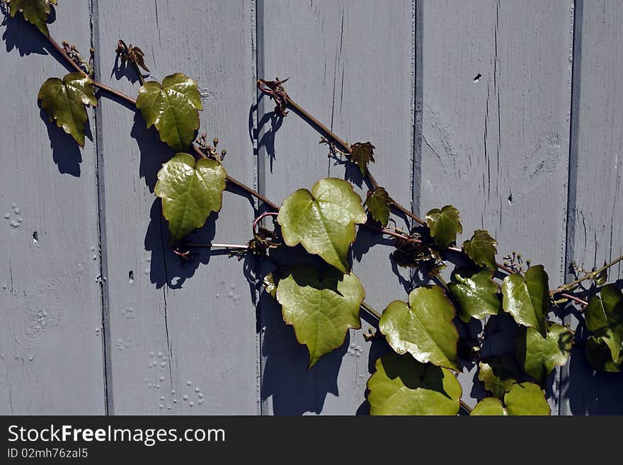 Ivy growing on a gray painted fence in bright sunshine. Ivy growing on a gray painted fence in bright sunshine