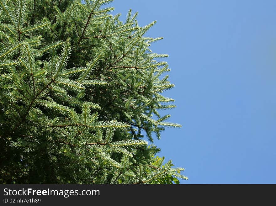 Photography underneath pine tree to the sky