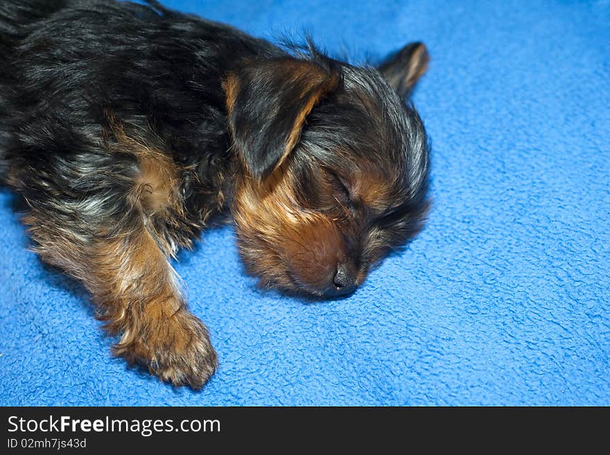 Portrait of a baby yorkshire who sleeps