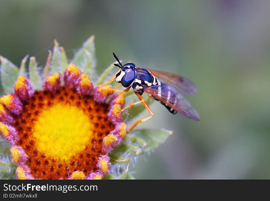 Bee On Flower