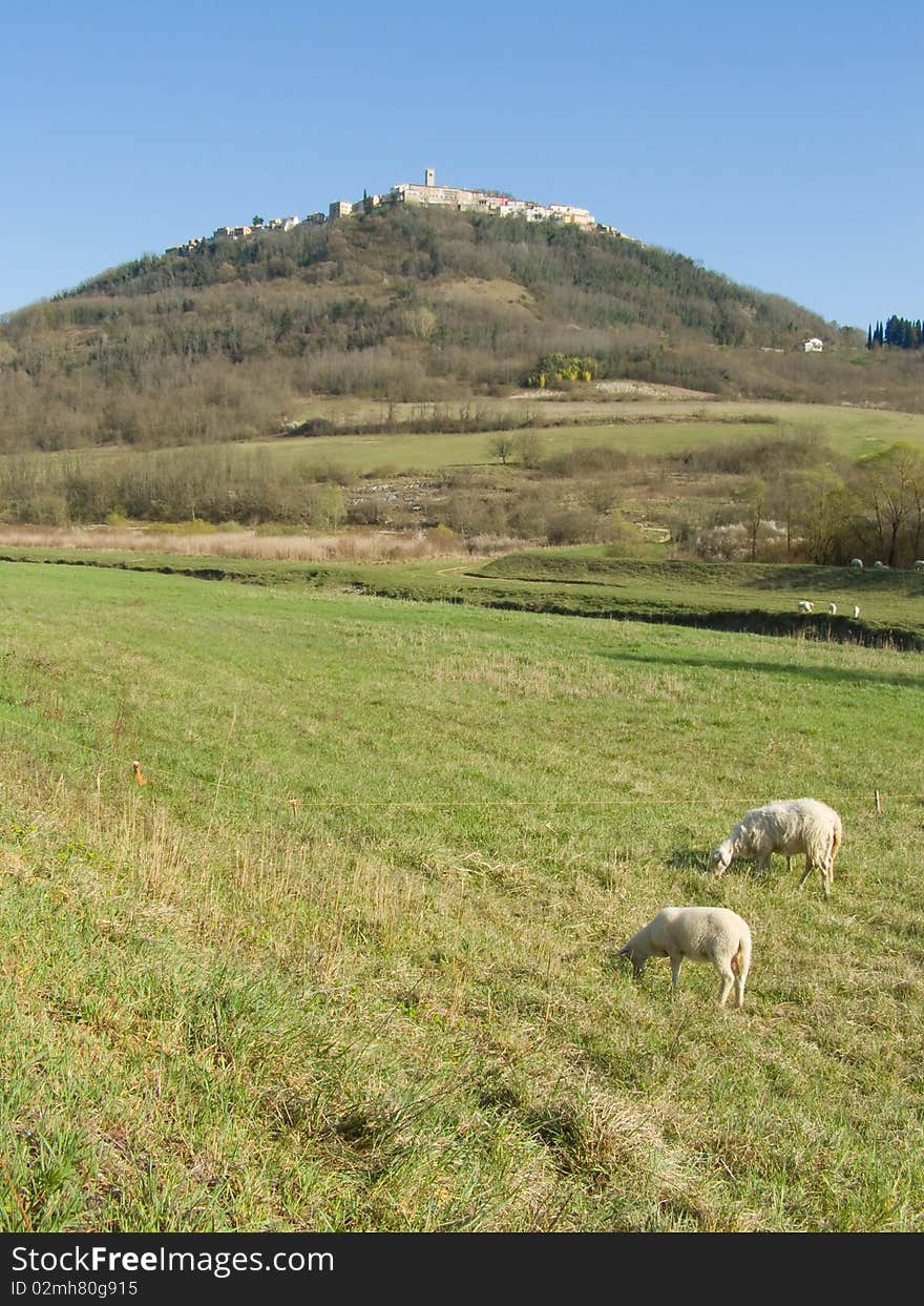 Medieval countryside landscape, rural scenery; sunlit medieval town on the top of the hill, with some sheep in the river valley, green grass in the front focus, and bright blue sky above Location: Motovun in Istria, Croatia, Europe *with space for text (copyspace)