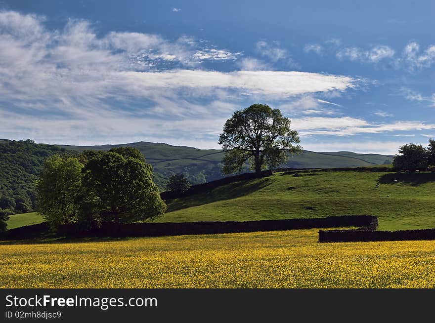 A field of Buttercups in Spring with a dry stone wall & tree in the middle distance. A field of Buttercups in Spring with a dry stone wall & tree in the middle distance