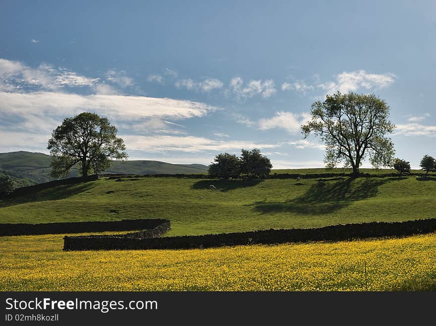 Field of Buttercups, wall, & tree