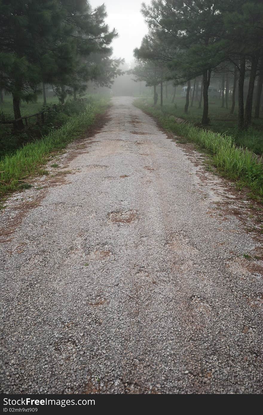 Straight road through pine forest. Straight road through pine forest