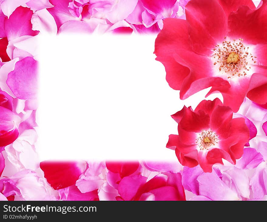 Pink frame from rose petals and two roses