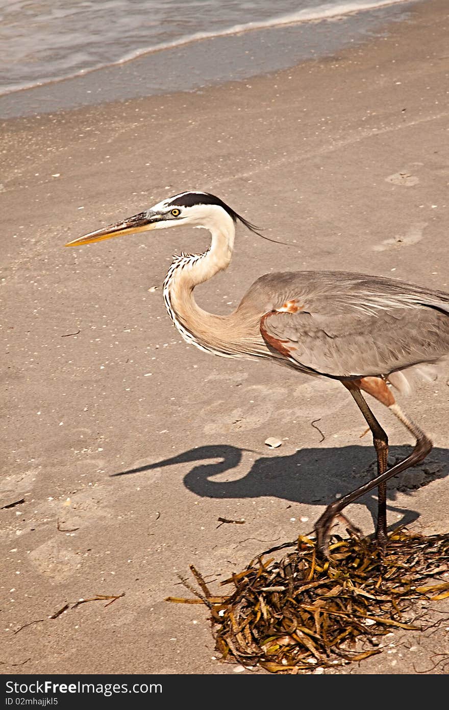 Great Blue Heron