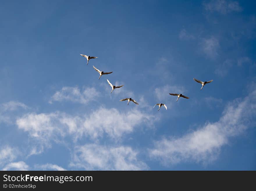 Swans flying in formation in front of a beautiful blue sky in the sunny daylight. Swans flying in formation in front of a beautiful blue sky in the sunny daylight.