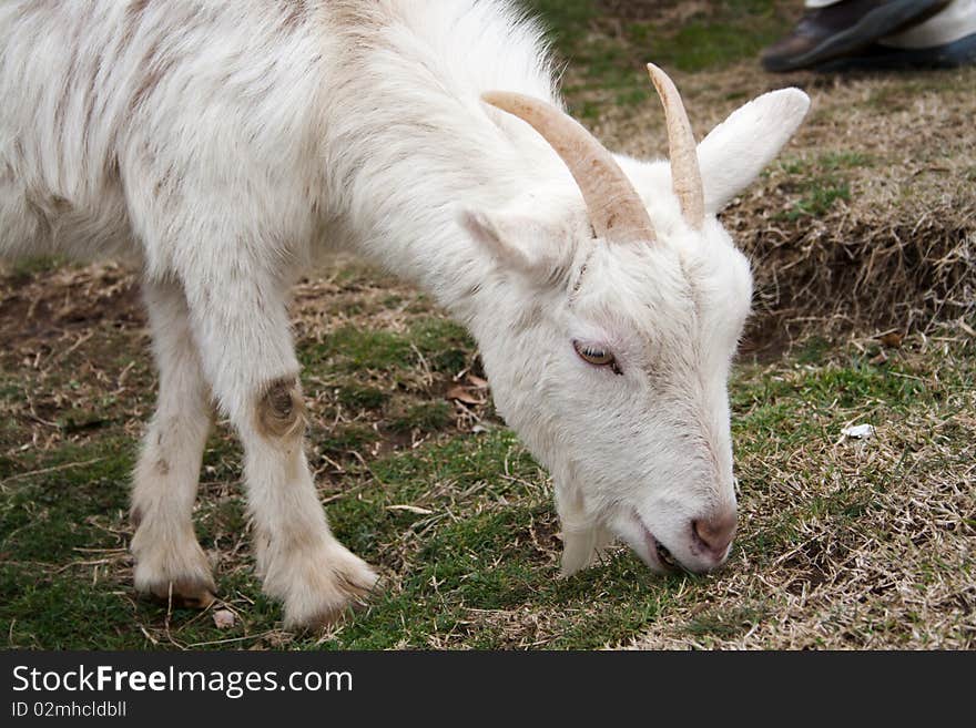 Young goat grassing in the mountains.