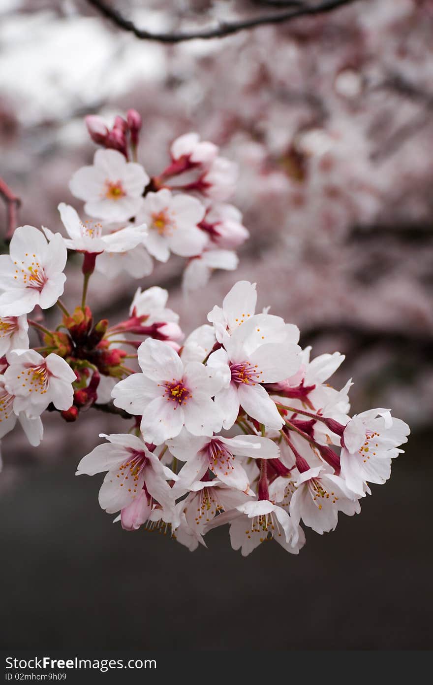 Pink cherry blossoms in full bloom - a symbol of Japan and transcience - the coming and going of things. Pink cherry blossoms in full bloom - a symbol of Japan and transcience - the coming and going of things.