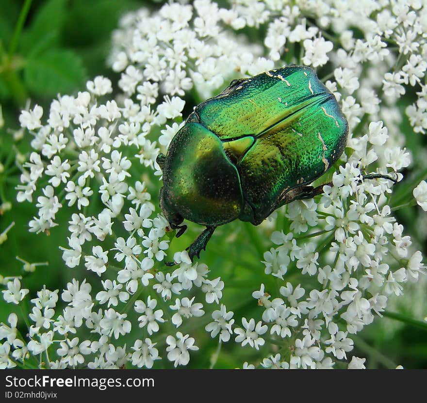 Macro a cetonia beetle on white flower