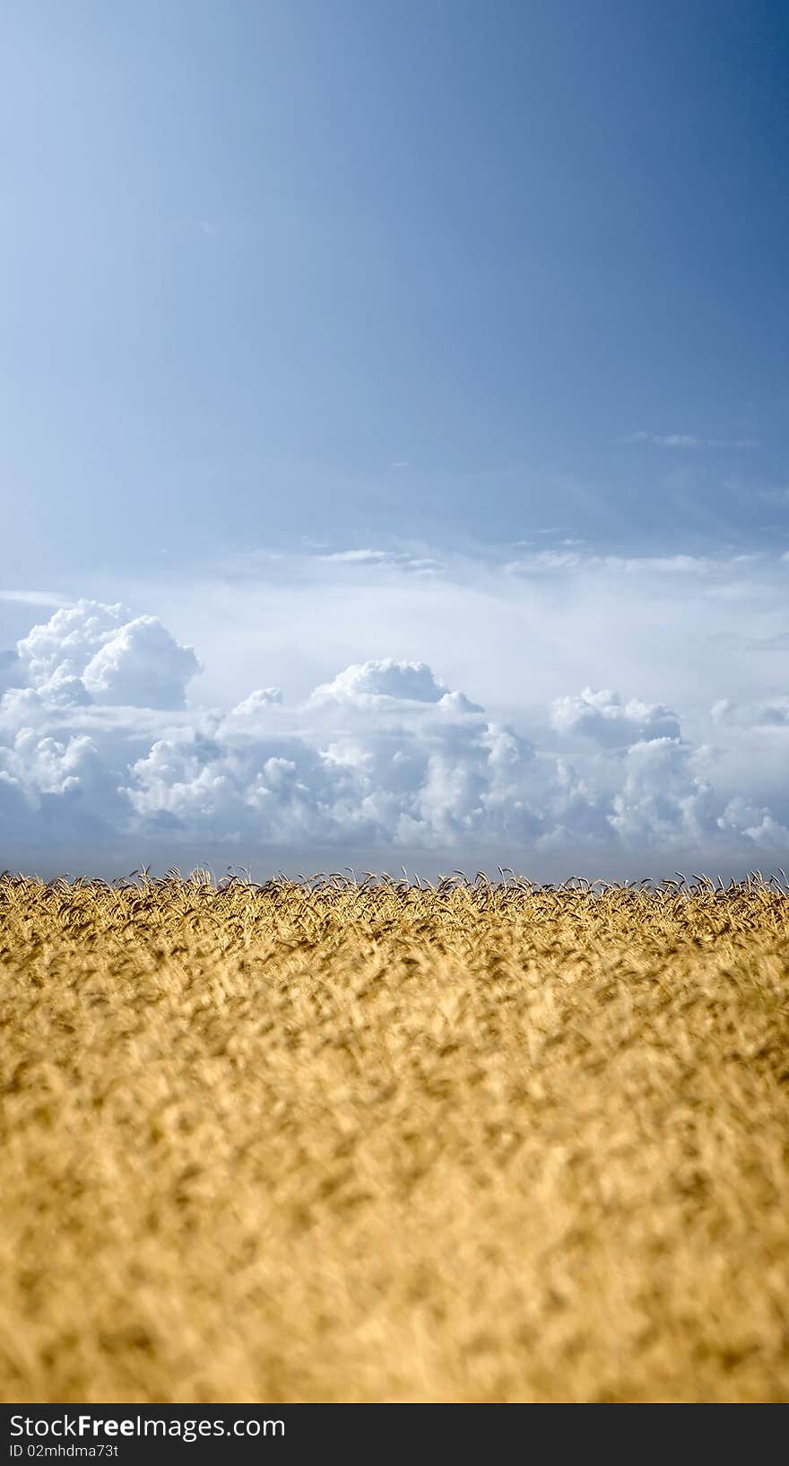 Wheat field on blue sky background with white clouds. Wheat field on blue sky background with white clouds.