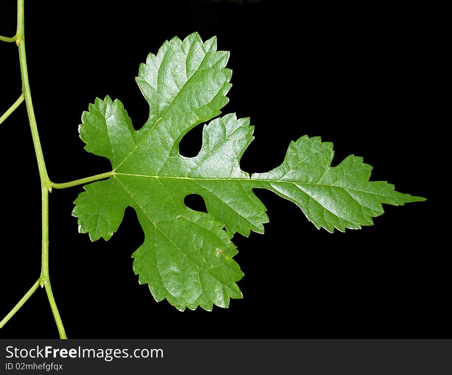 Leaf And Vine On Black Background