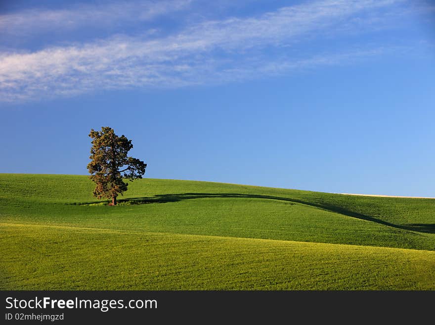 Lone Tree in open field