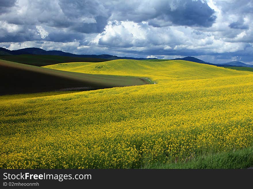 Mustard field in the Palouse