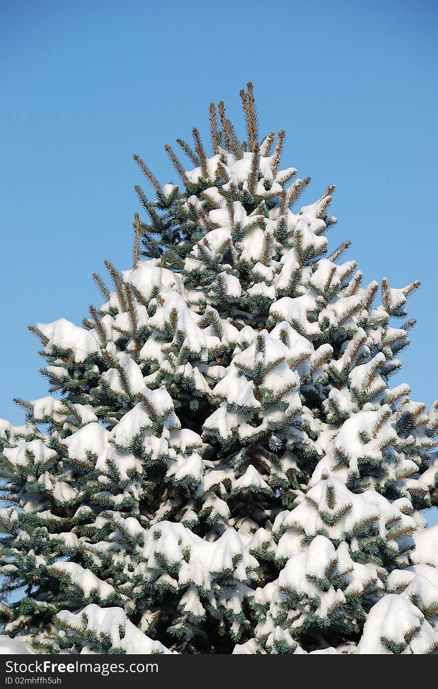 Closeup background from a fur-tree covered with snow