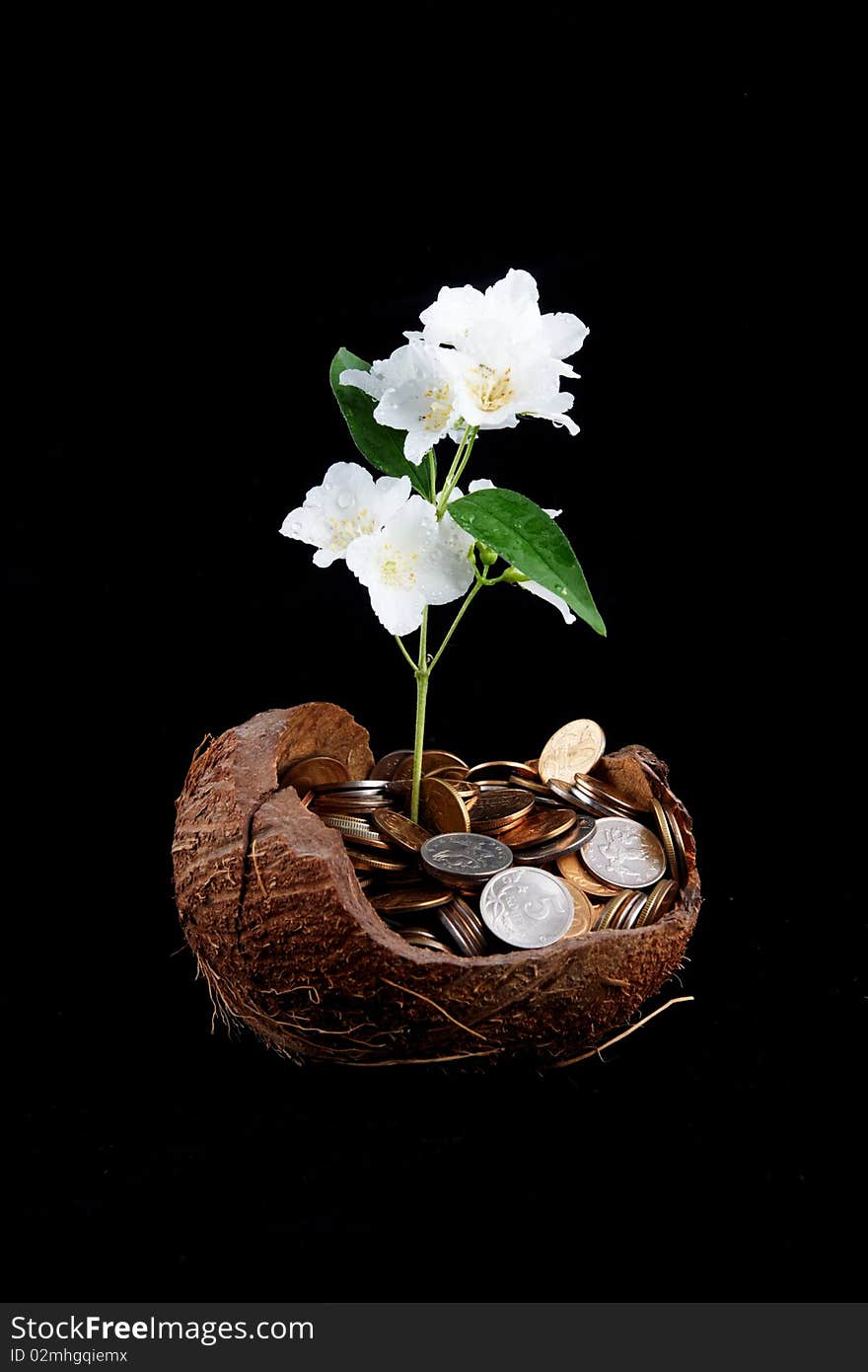 Growing money in cocoa shell