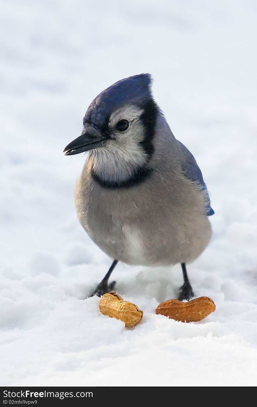 A blue jay standing on snow is keeping an eye on its lunch. A blue jay standing on snow is keeping an eye on its lunch