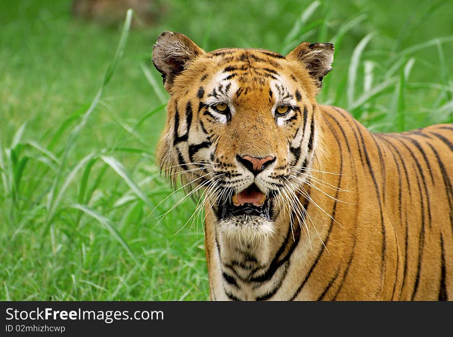 Siberian tiger closeup