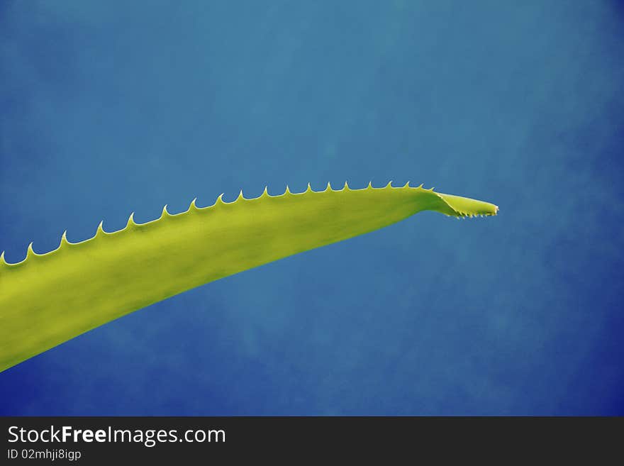 Vivid Green Agave Leaf, Bright Blue Background