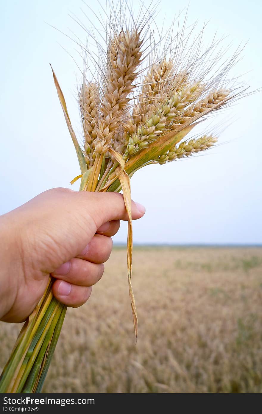 Man Holding Wheat