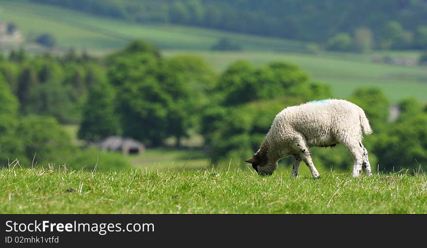 Single lambs grazing on hill top landscape. Single lambs grazing on hill top landscape