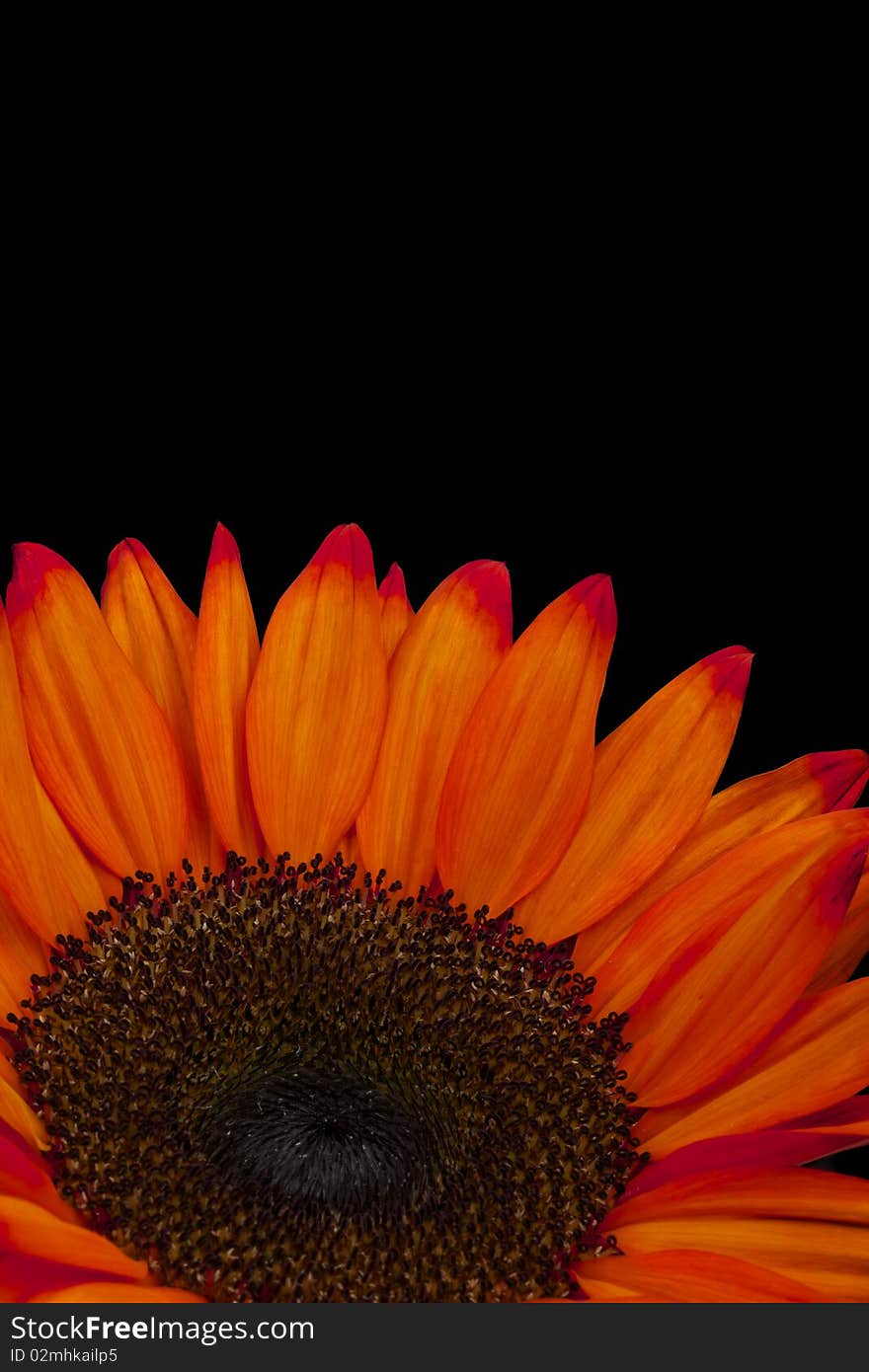 Single orange sunflower isolated on black. Vertical shot. Single orange sunflower isolated on black. Vertical shot.