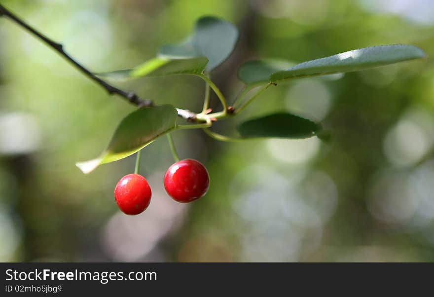 Cherries in a tree, natural environment. Cherries in a tree, natural environment