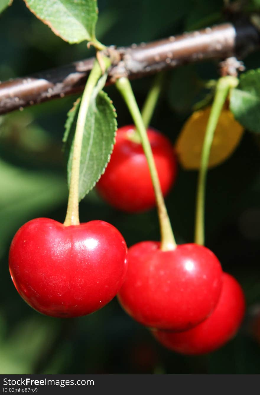 Cherries in tree, natural enviroment