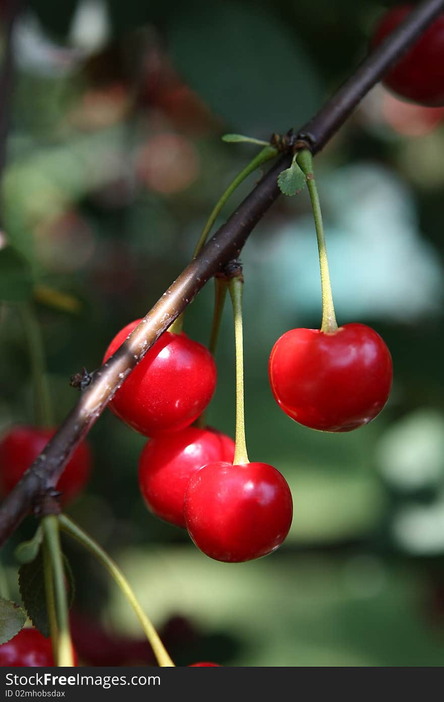 Cherries in a tree, natural environment. Cherries in a tree, natural environment